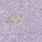 Immunohistochemical staining of human pancreas shows weak cytoplasmic positivity in islets of Langerhans.