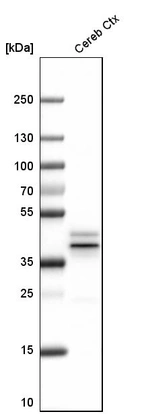 Western blot analysis in mouse cerebral cortex tissue.