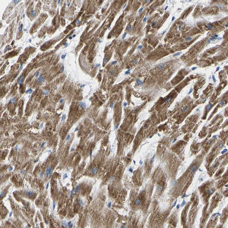 Anti-TMEM204 Antibody