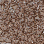 Immunohistochemical staining of human pancreas shows moderate to strong cytoplasmic positivity in exocrine glandular cells.