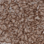 Immunohistochemical staining of human pancreas shows moderate to strong cytoplasmic positivity in exocrine glandular cells.