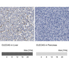 Anti-CLEC4G Antibody