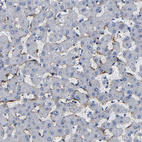 Anti-CLEC4G Antibody