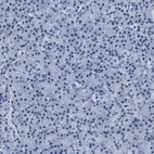 Immunohistochemical staining of human pancreas shows no positivity in exocrine glandular cells as expected.