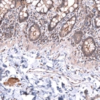 Immunohistochemical staining of human small intestine shows moderate apical membrane positivity in glandular cells, as well as moderate immunoreactivity in the peripheral ganglion cells.