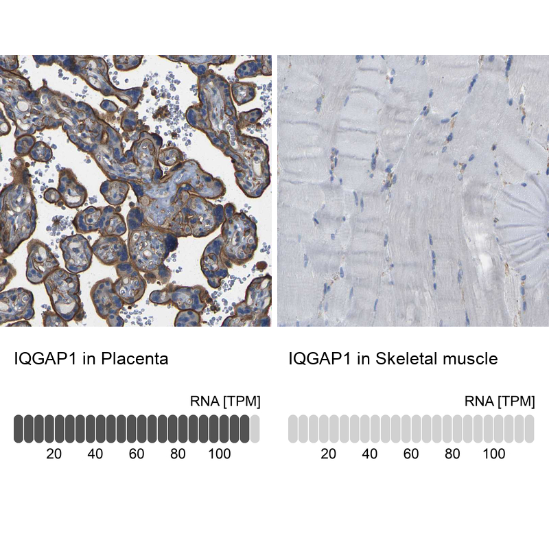 Anti-IQGAP1 Antibody