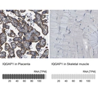 Anti-IQGAP1 Antibody