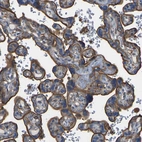 Immunohistochemical staining of human placenta shows strong membranous positivity in trophoblastic cells.