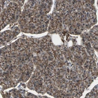 Immunohistochemical staining of human pancreas shows strong membranous positivity in exocrine glandular cells.