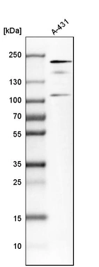 Western blot analysis in human cell line A-431.