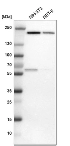 Western blot analysis in mouse cell line NIH-3T3 and rat cell line NBT-II.