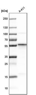 Western blot analysis in human cell line A-431.