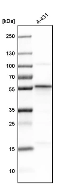 Western blot analysis in human cell line A-431.