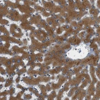 Anti-TMED2 Antibody