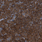Immunohistochemical staining of human pancreas shows moderate strong cytoplasmic positivity in exocrine glandular cells.