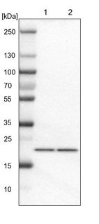Lane 1: NIH-3T3 cell lysate (Mouse embryonic fibroblast cells)_br/_Lane 2: NBT-II cell lysate (Rat Wistar bladder tumour cells)