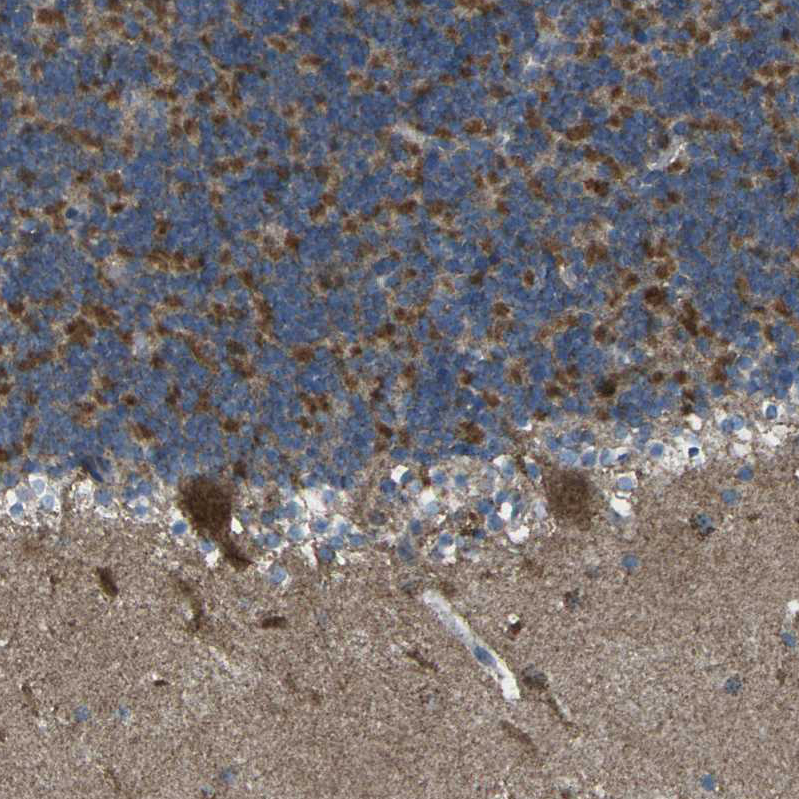 Anti-TMEM120B Antibody