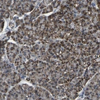Immunohistochemical staining of human pancreas shows moderate cytoplasmic positivity in exocrine glandular cells.