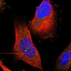 Immunofluorescent staining of human cell line U-251 MG shows localization to nucleoli fibrillar center & cytosol.