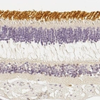 Immunohistochemical staining of human eye, retina using Anti-OPN1SW antibody HPA014083.