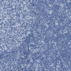 Immunohistochemical staining of human lymph node shows no positivity in non-germinal center cells as expected.