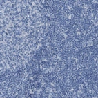 Immunohistochemical staining of human lymph node shows no positivity in non-germinal center cells as expected.