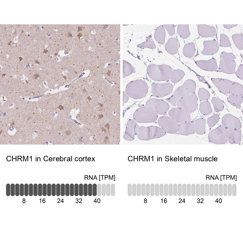 Anti-CHRM1 Antibody
