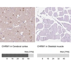 Anti-CHRM1 Antibody