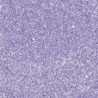 Anti-CHRM1 Antibody