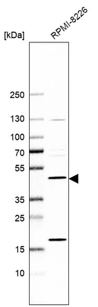 Western blot analysis in human cell line RPMI-8226.
