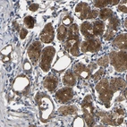 Anti-SYPL1 Antibody