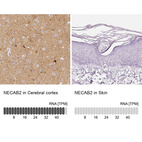 Anti-NECAB2 Antibody