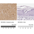 Anti-NECAB2 Antibody