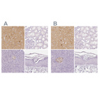 Anti-NECAB2 Antibody