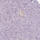 Immunohistochemical staining of human pancreas shows weak cytoplasmic positivity in islets of Langerhans.