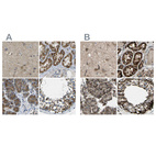 Anti-CYB5R1 Antibody
