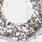 Immunohistochemical staining of human testis using Anti-CYB5R1 antibody HPA014147.
