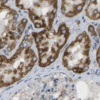 Immunohistochemical staining of human kidney using Anti-CYB5R1 antibody HPA014147.
