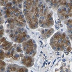 Immunohistochemical staining of human pancreas using Anti-CYB5R1 antibody HPA014147.