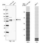 Western blot analysis in human cell line U-251 MG and human cell line MCF-7.