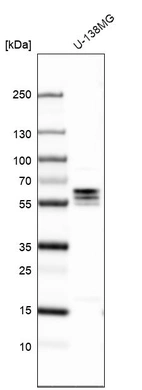 Western blot analysis in human cell line U-138MG.