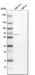 Western blot analysis in mouse cell line NIH-3T3 and rat cell line NBT-II.