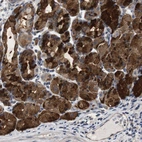 Anti-CNPY4 Antibody