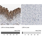 Anti-LXN Antibody