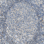 Immunohistochemical staining of human lymph node shows very weak cytoplasmic positivity in germinal center cells.