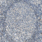 Immunohistochemical staining of human lymph node shows very weak cytoplasmic positivity in germinal center cells.