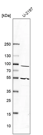Western blot analysis in human cell line U-2197.