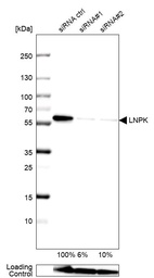Anti-LNPK Antibody