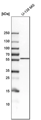 Western blot analysis in human cell line U-138 MG.