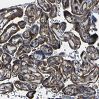Immunohistochemical staining of human placenta shows moderate to strong membranous positivity in trophoblastic cells.